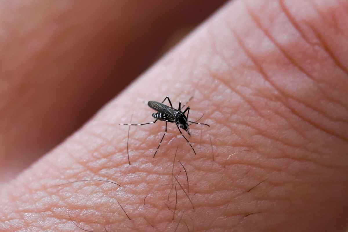 La malattia del virus Dengue (Denv) viene trasmessa all'uomo, che rappresenta l’ospite principale, attraverso la puntura di zanzare infette