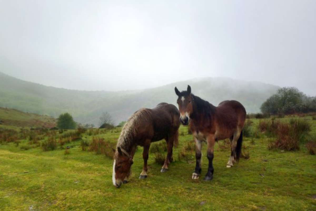 cavallo fuga